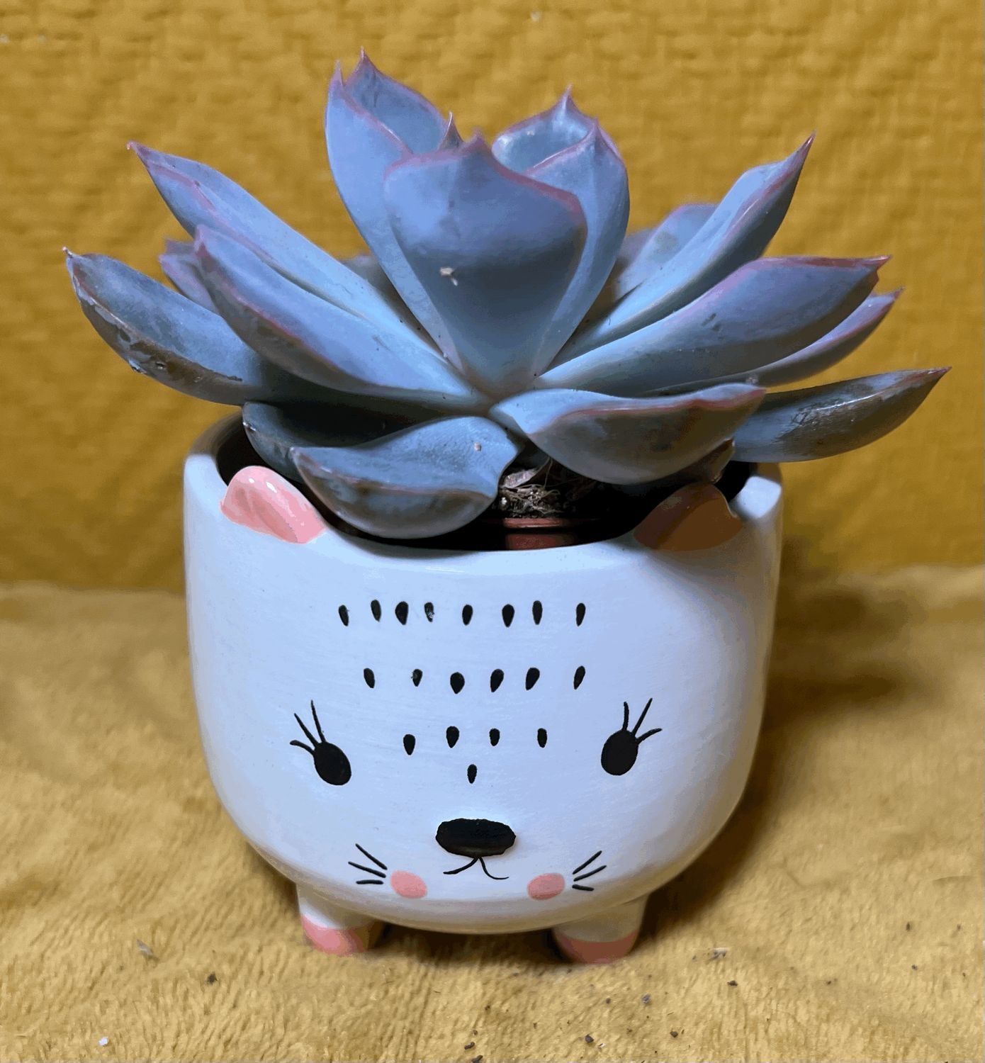 Echeveria (avec ou sans pot)