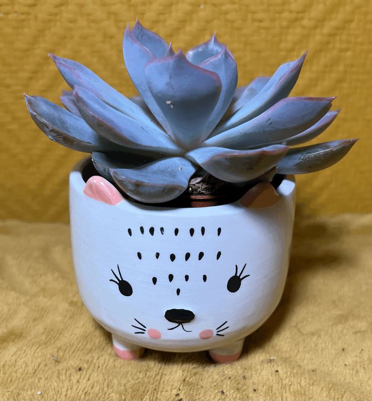 Echeveria (avec ou sans pot)