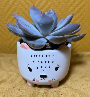Echeveria (avec ou sans pot)