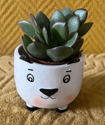 Crassula (avec ou sans pot)