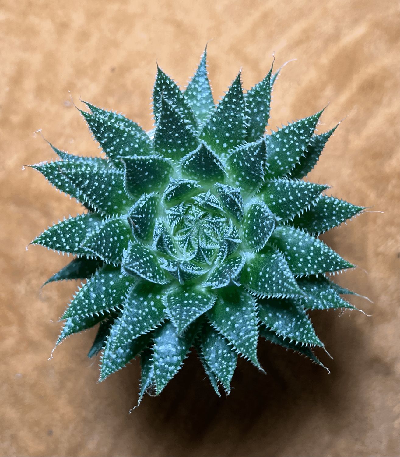 Haworthia (avec ou sans pot)