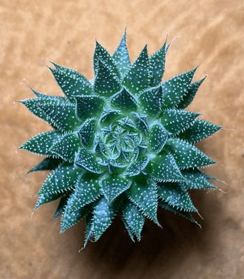 Haworthia (avec ou sans pot)