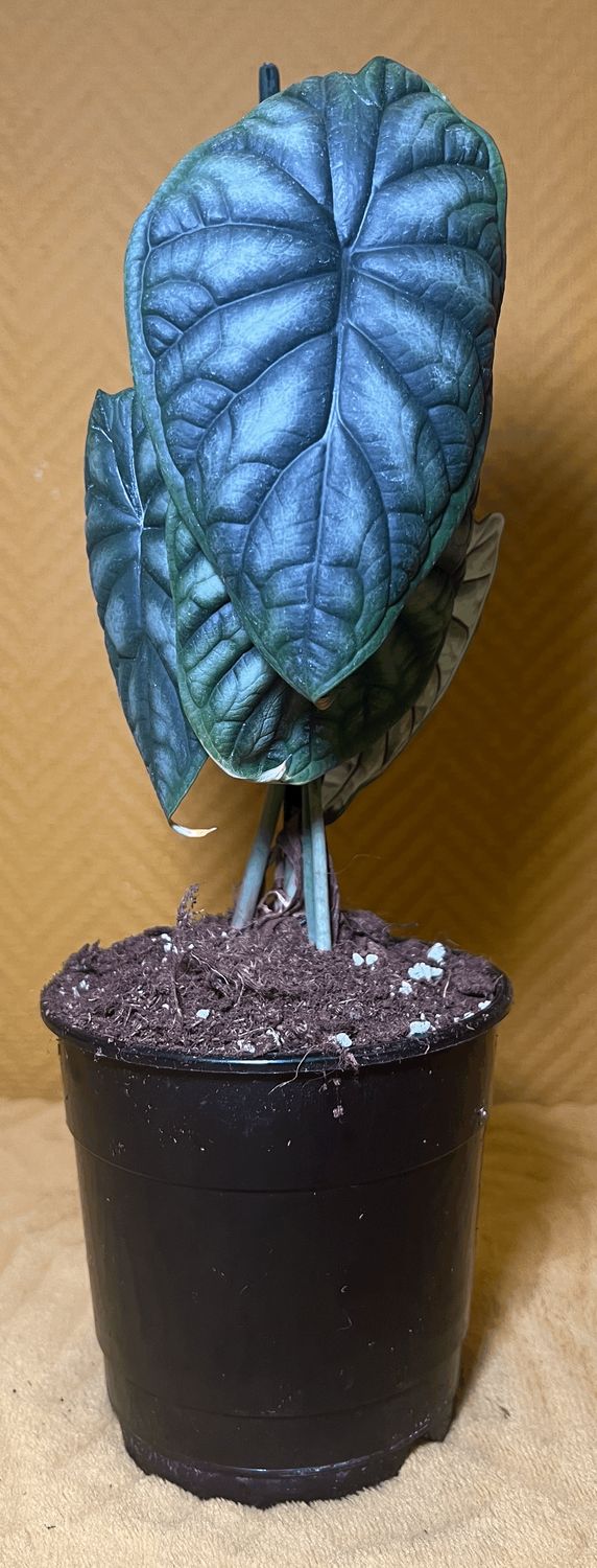 Alocasia baginda ‘Dragon Scale’