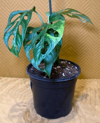 Monstera adansonii variegata aurea (green sprout)