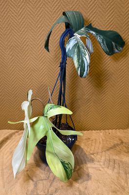 Philodendron Florida Beauty