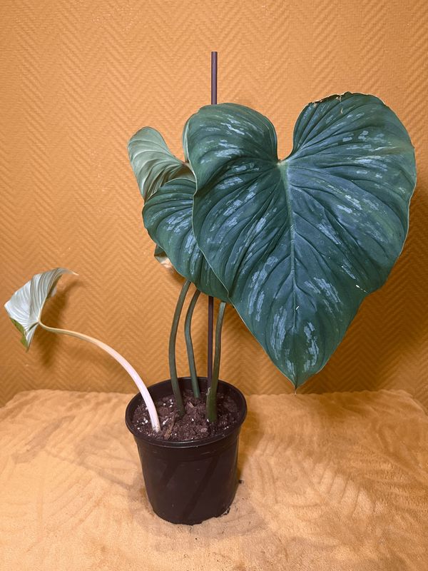 Philodendron mamei