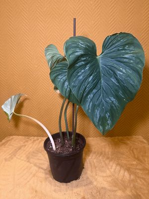 Philodendron mamei