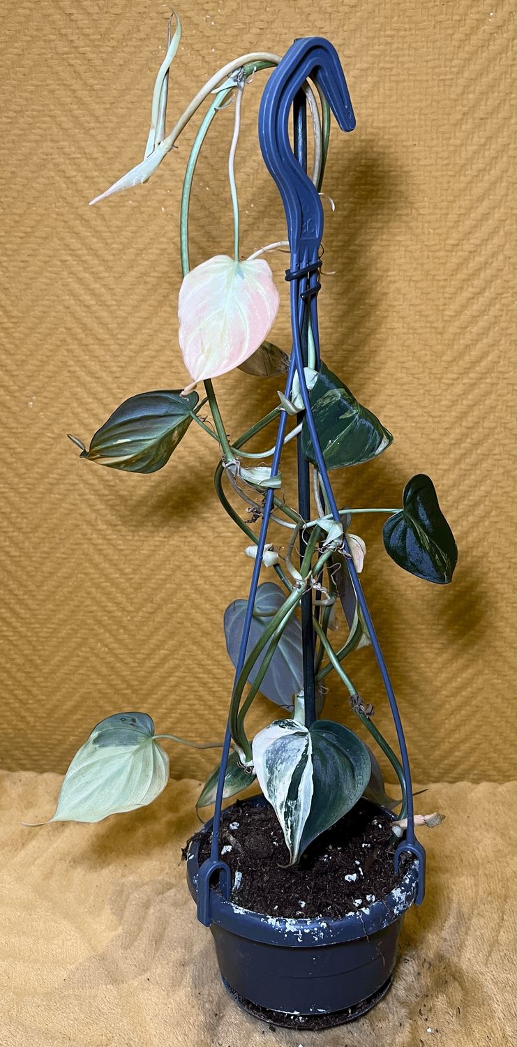Philodendron micans variegata aurea