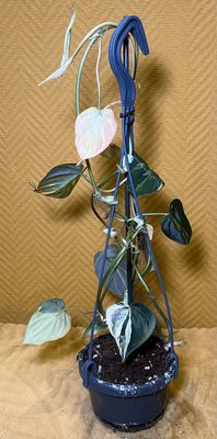 Philodendron micans variegata aurea