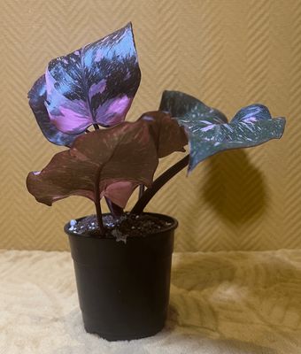 Philodendron Pink Princess &quot;Marble&quot; Much Pink Variegata