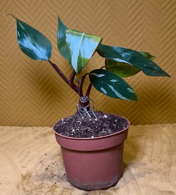 Philodendron red Anderson &quot;Less Variegata&quot;