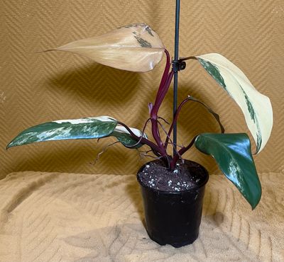 Philodendron Strawberry Shake