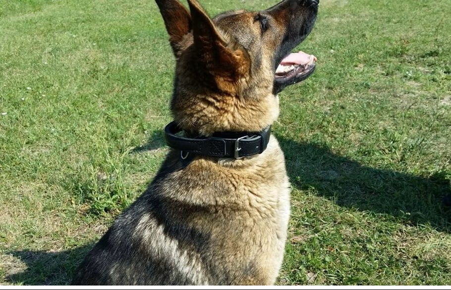 Leather Collar DRAGO With Handle-choose size