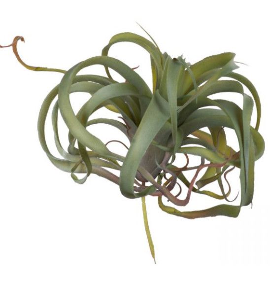 Succulent Curly Stem