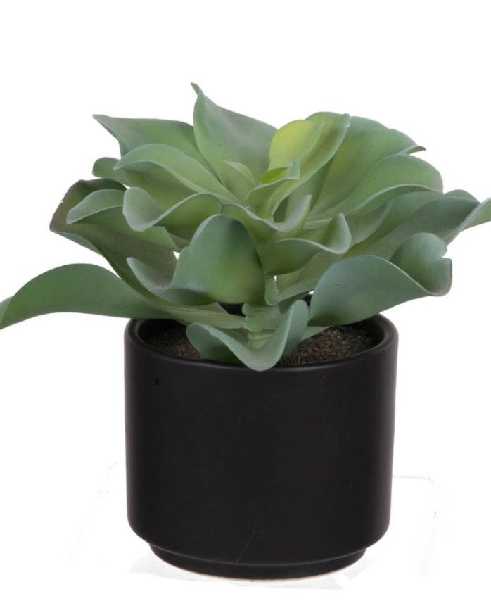Potted Succulent