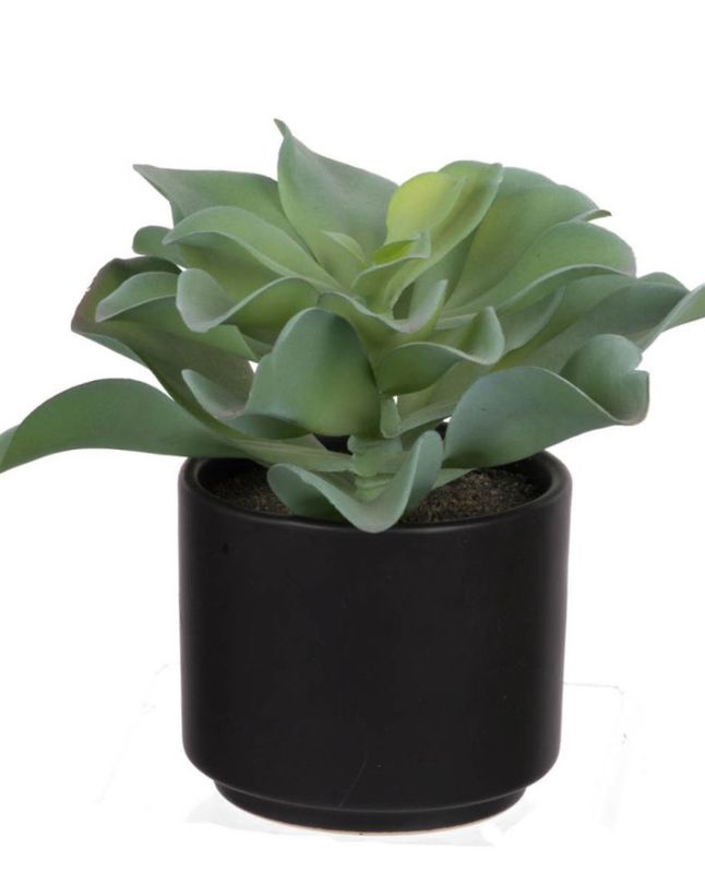 Potted Succulent