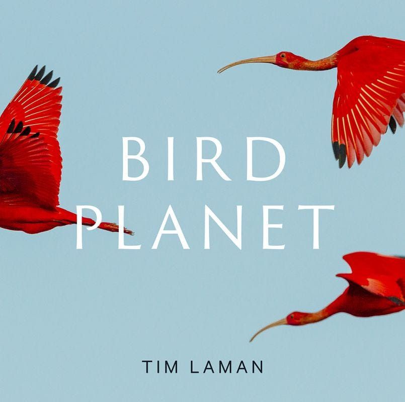 Bird Planet: A Photographic Journey