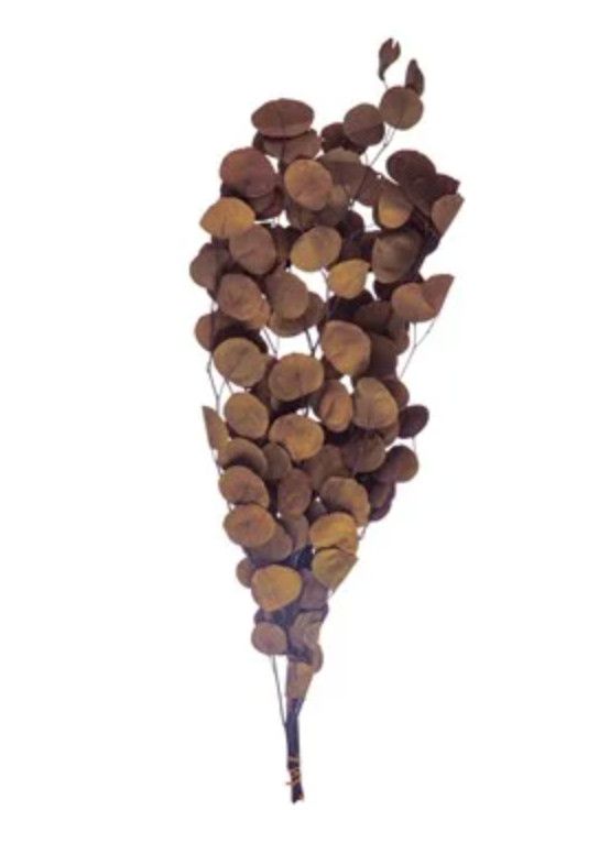 Dried Natural Eucalyptus Bunch, Khaki