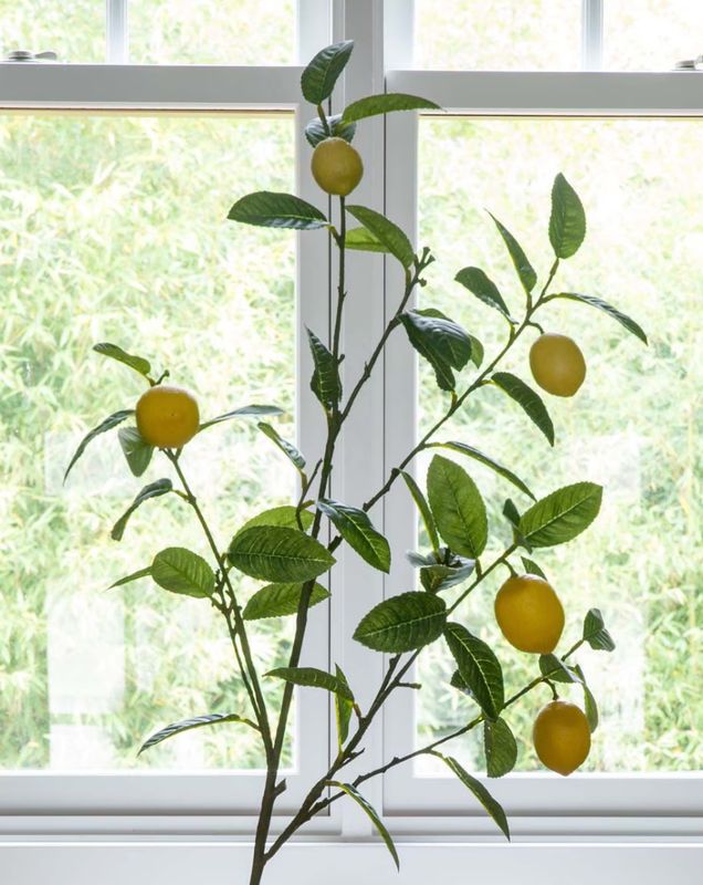 Lemon Branch