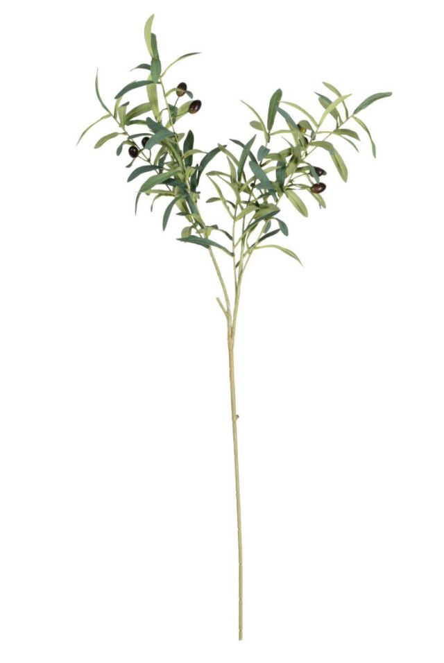 Olive Stem