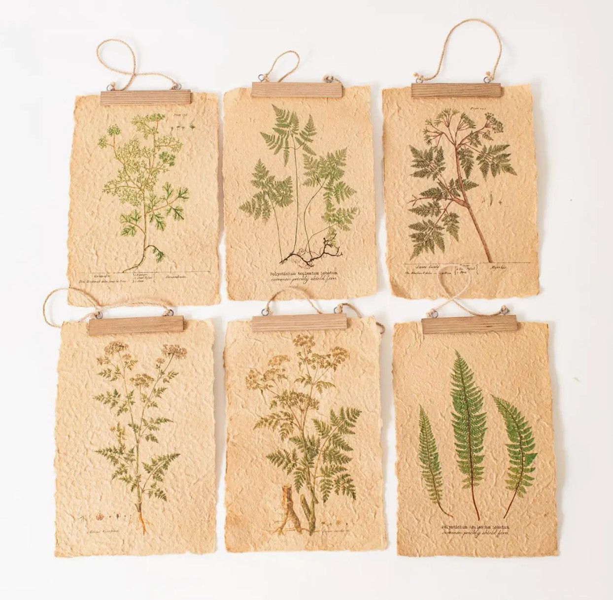 Wall Art Ferns on Distressed Paper, Style: 1