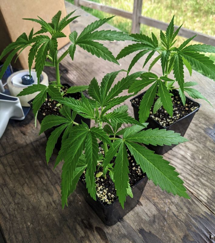 Grow It From Home - Seeds