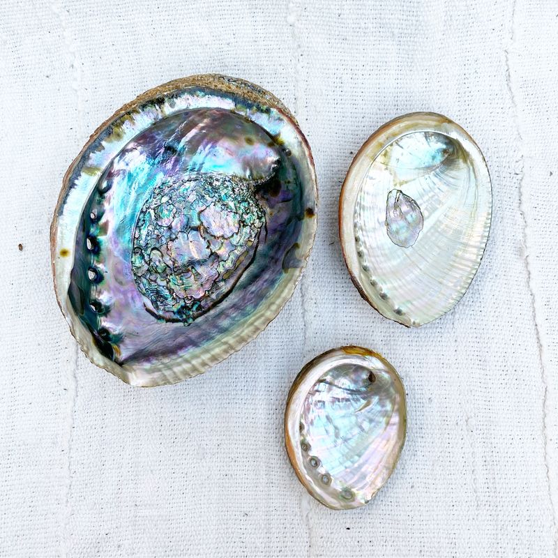 Abalone Shell