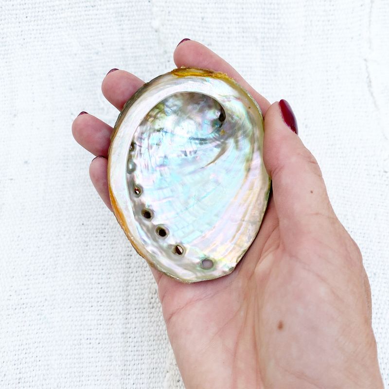 Abalone Shell