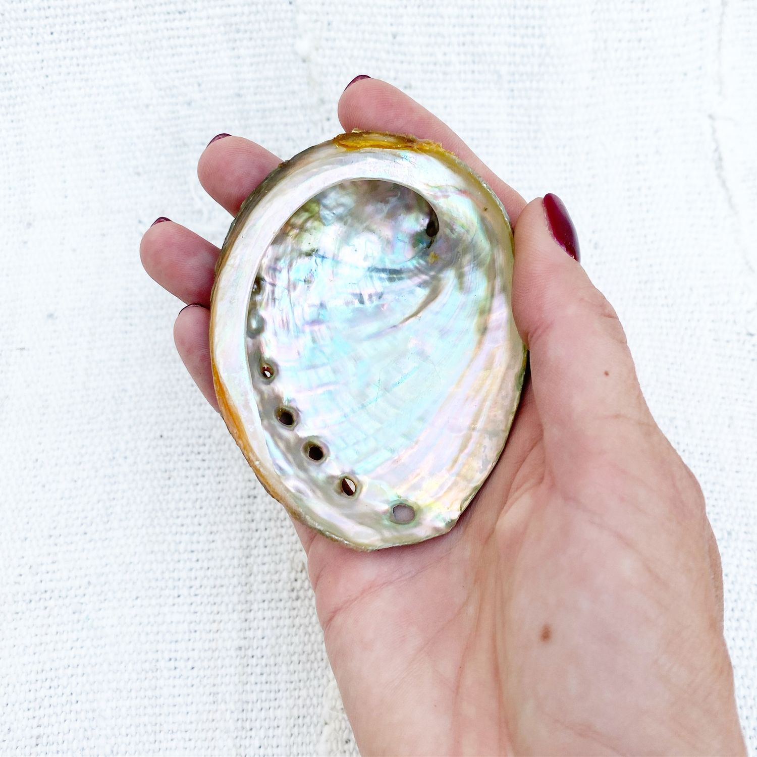Abalone Shell, Size: Small
