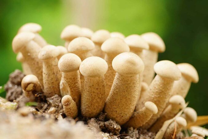 Fresh PE Mushrooms, Size: 4g