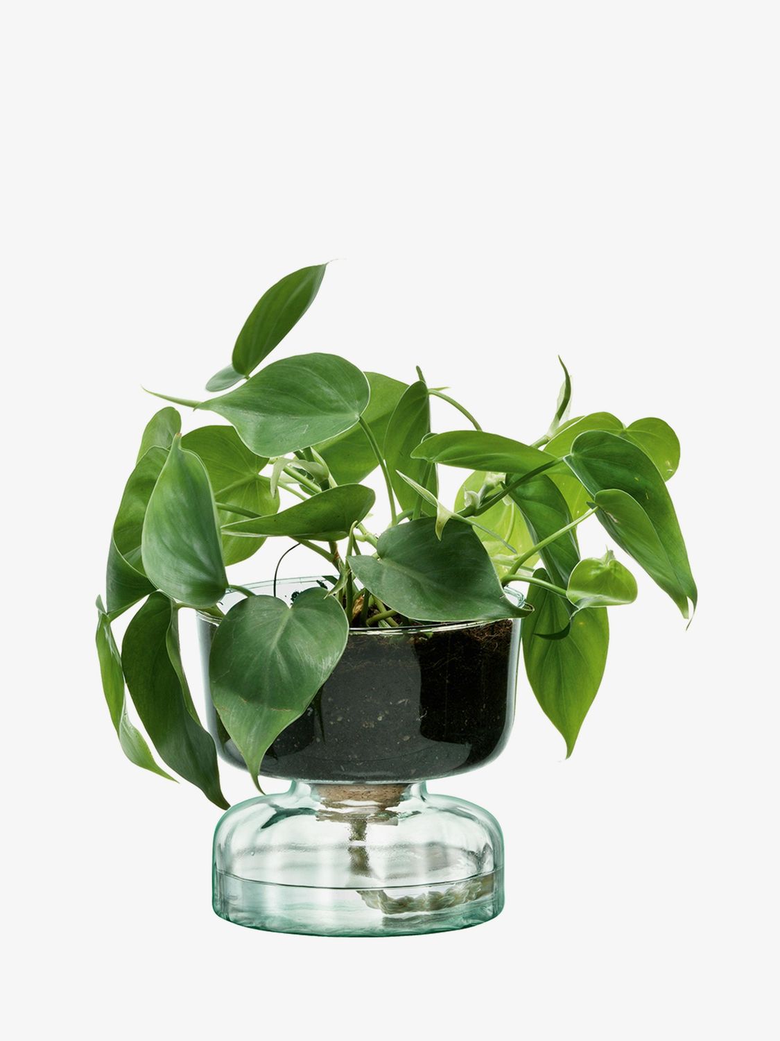 LSA - Canopy Self Watering Planter (Clear)