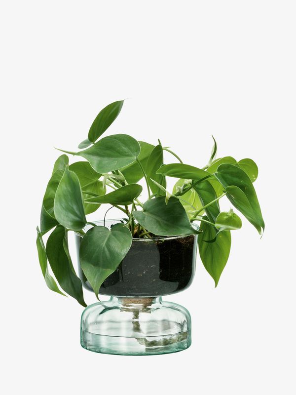 LSA - Canopy Self Watering Planter (Clear)