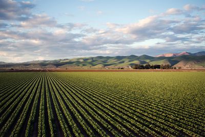 AGRICOLTURA e GIARDINAGGIO