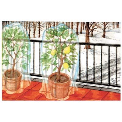 CAPPUCCIO ANTIGELO PESANTE PROTEZIONE PIANTE STARS BIANCO CAPPUCCIO ANTIGELO PESANTE PROTEZIONE PIANTE STARS BIANCO