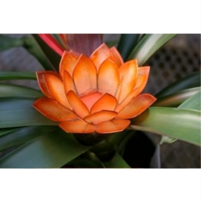 Paradise Lotus TLight Collection