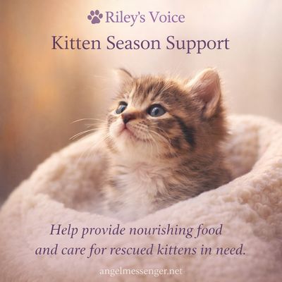 Rileys Voice – Kitten Season Support