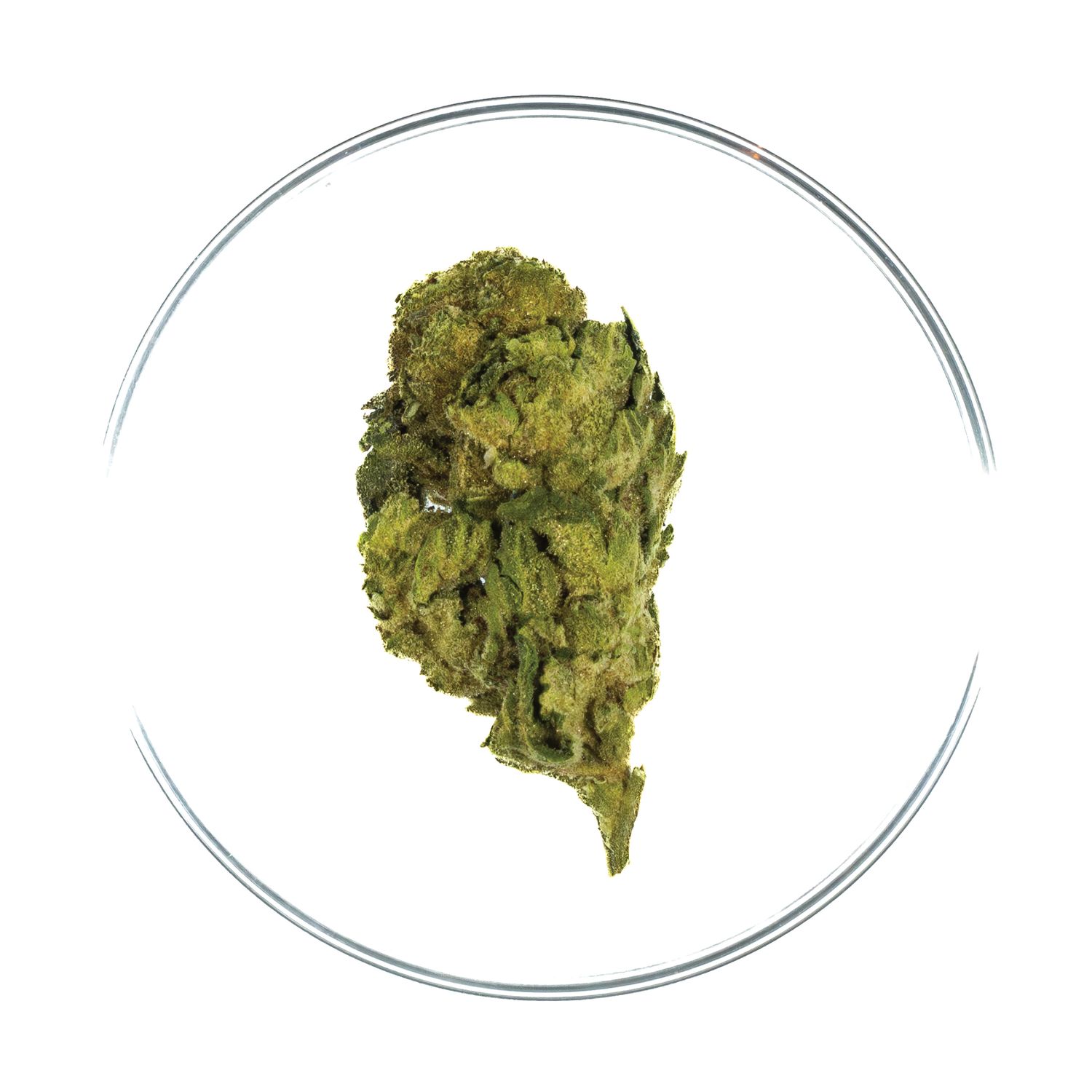 Lemon Chello - THCa Flower 25.1%