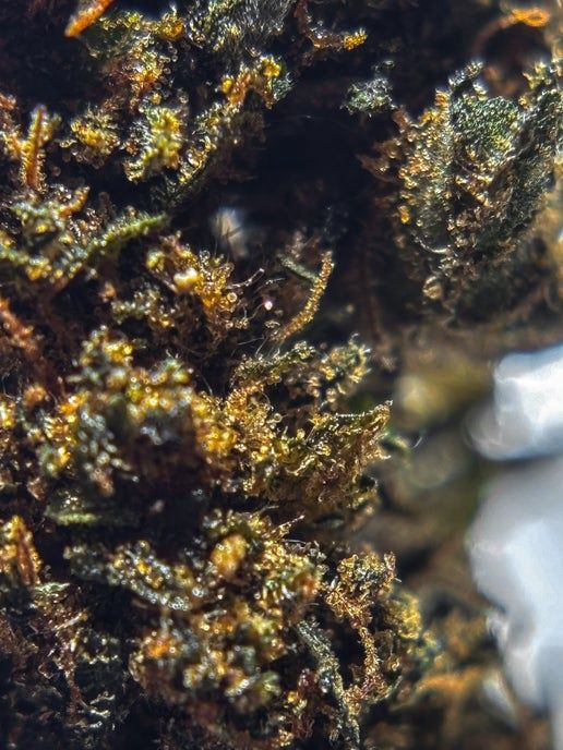 Lifter, CBD 23.8% TAC