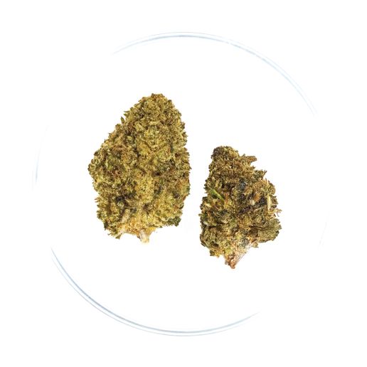 Jungle Juice Flower - 34.53% TAC (19.1% )