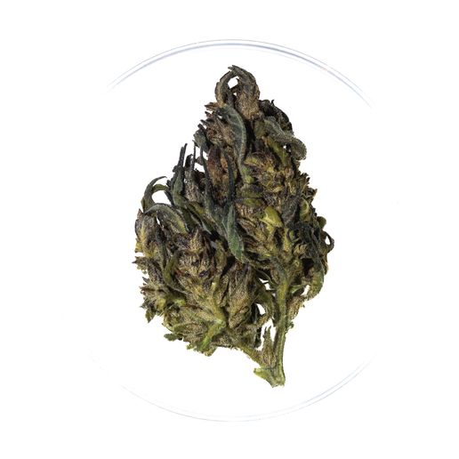 Stem Cell, CBG 12.32% TAC