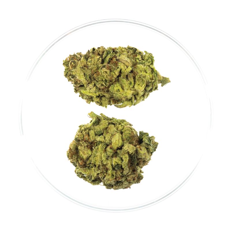 Peyote Haze - THCa Flower 31.07%