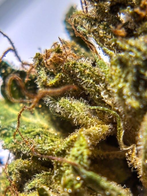 Bubba Kush, CBD 12.67% TAC, Size: 28 grams