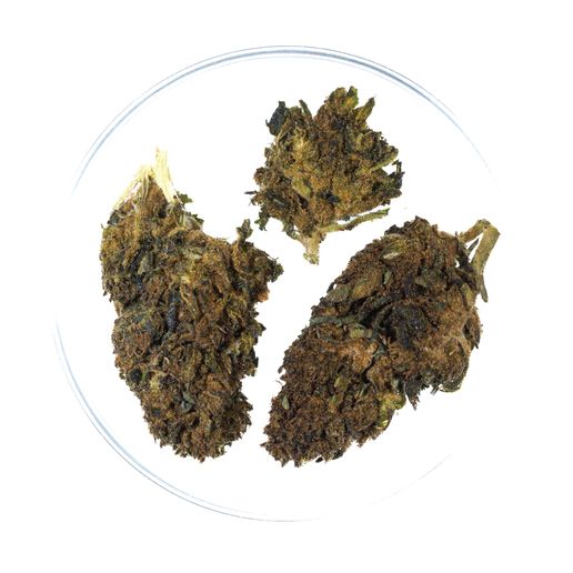 Lifter, CBD 23.8% TAC