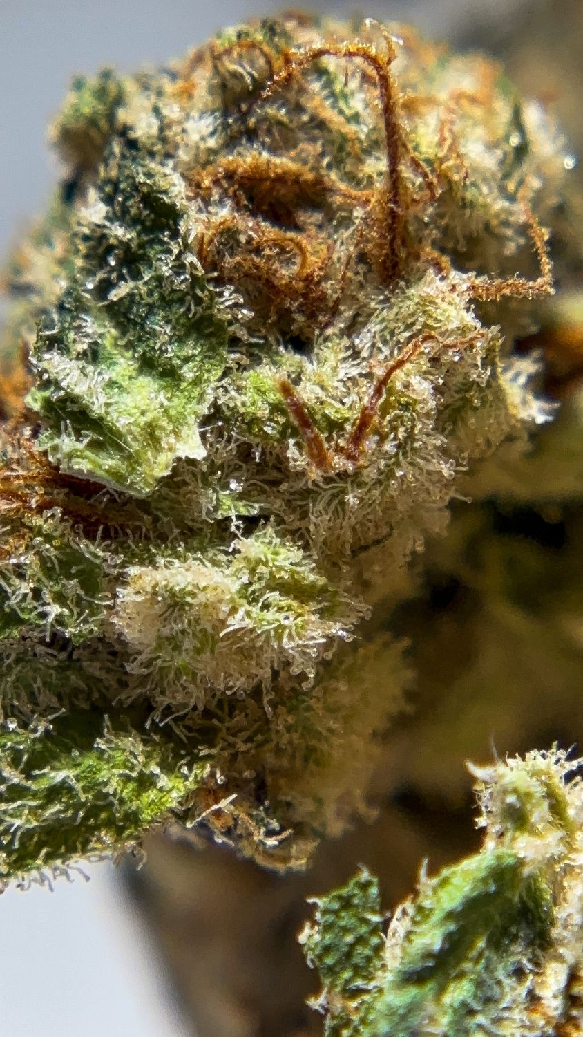 Pineapple Donut - THCa 33.07%, Size: 1g