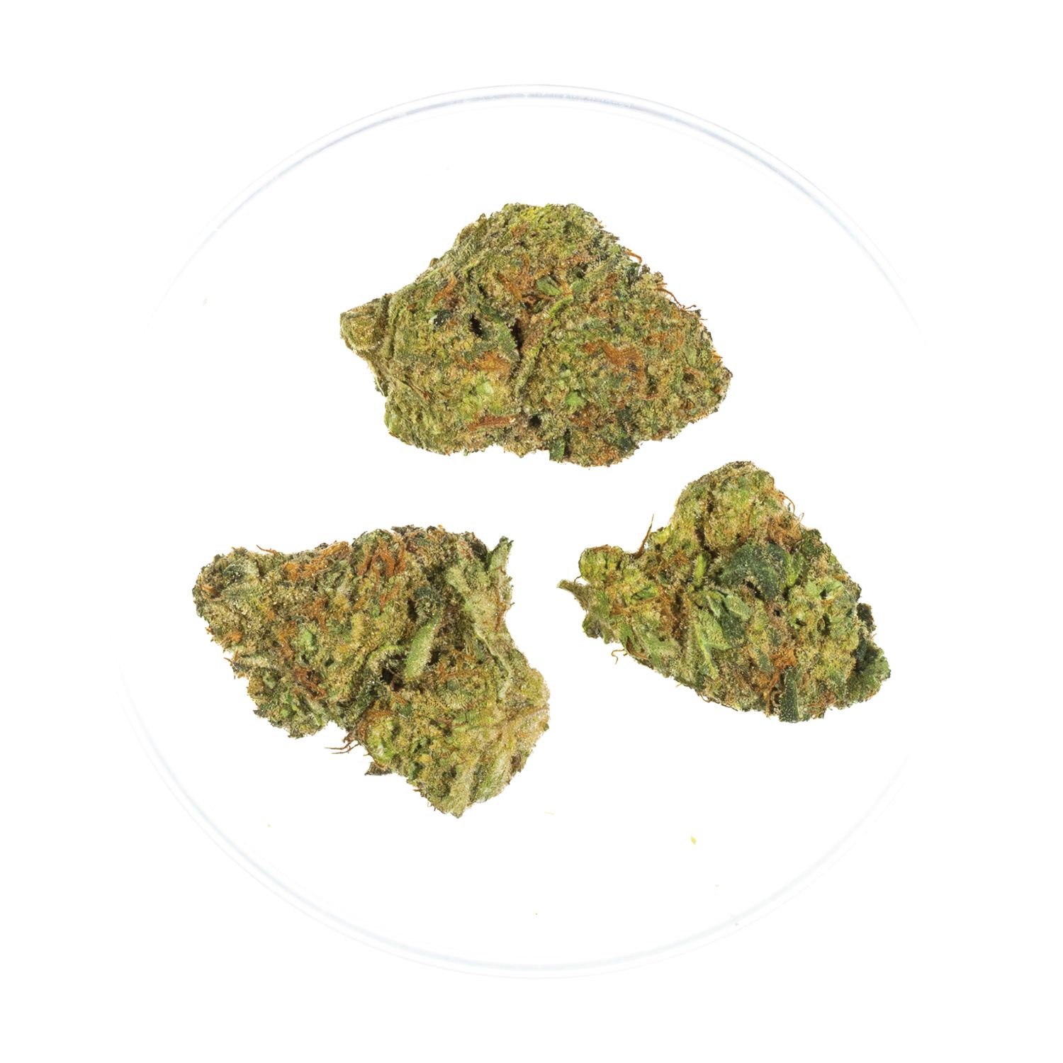 Orange Creamsicle - THCa 32.5%