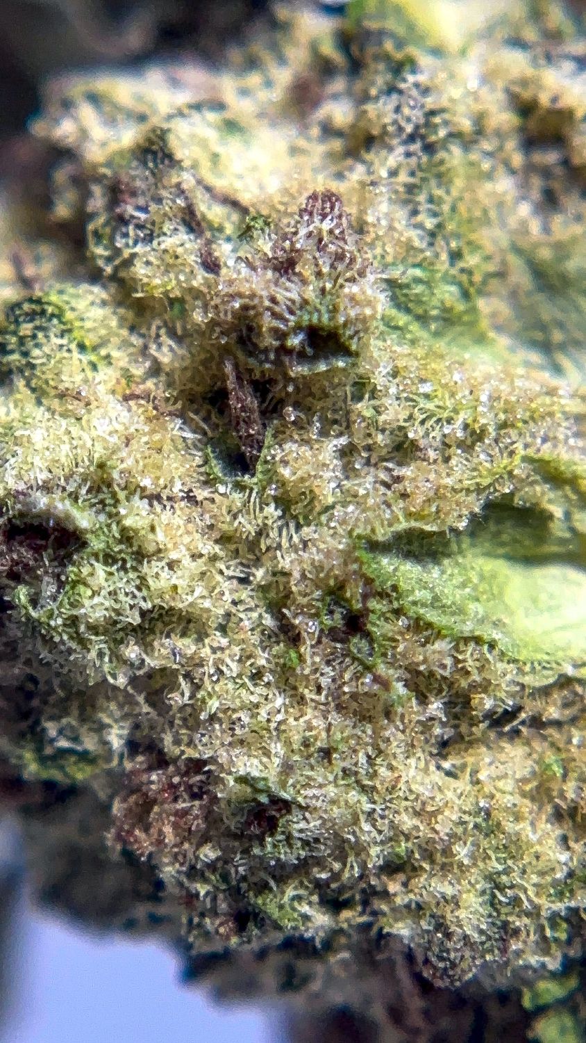 Lemon Cherry Gelato - THCa 25%, Size: 1g