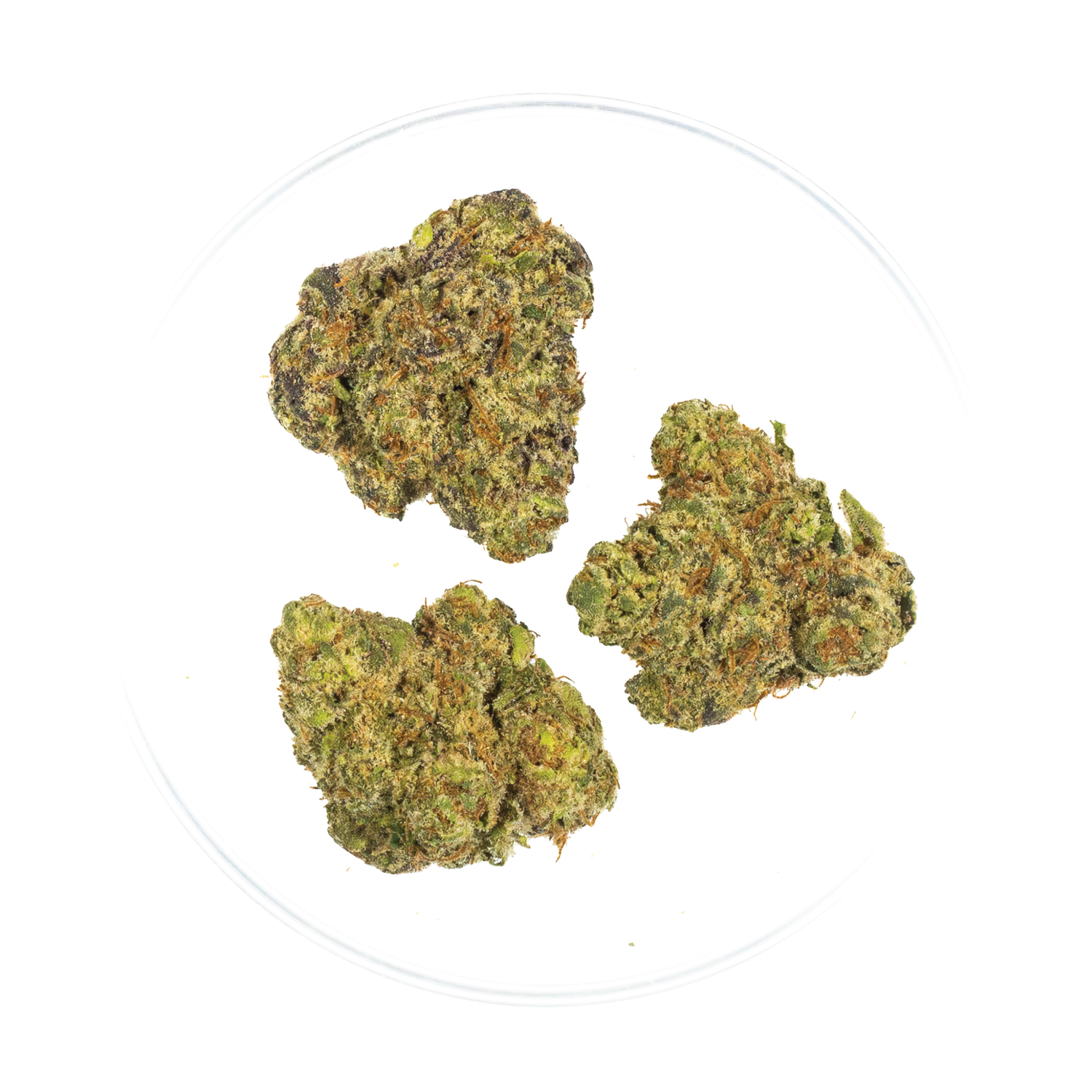 Purple Stardawg - THCa 35.7%