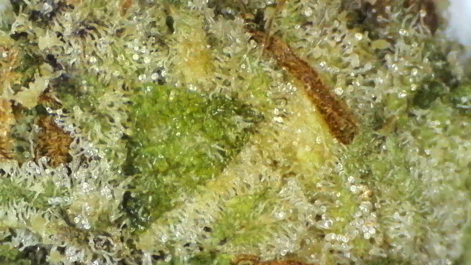 Purple Pancakes - THCa 33.81%, Size: 1g