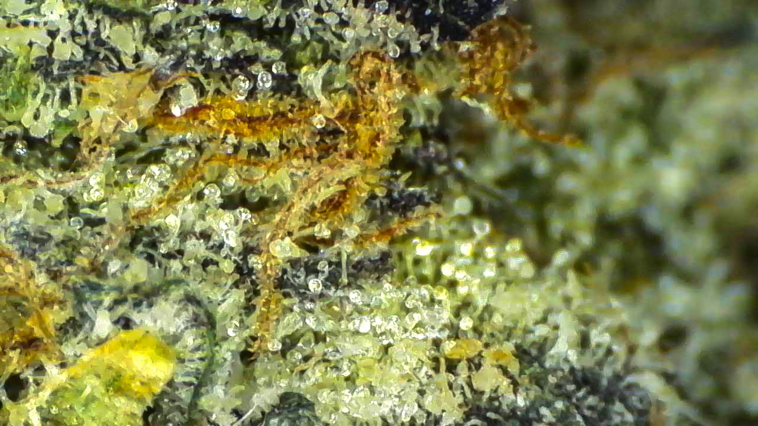 Orange Slushie - THCa 37.64%, Size: 1g