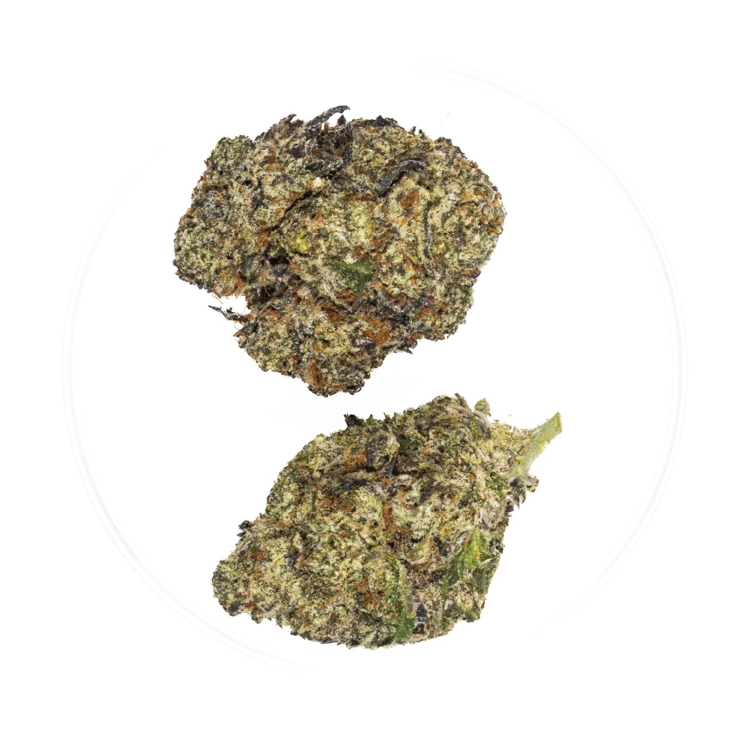 Blue Nerds - THCa 38.11%